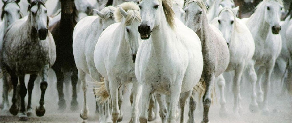 Fotografxas_de_Caballos.jpg