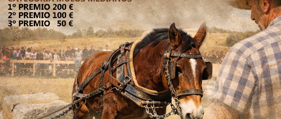 I Concurso de arrastre de piedras con Mulos