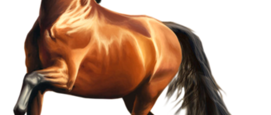 caballos-12.png