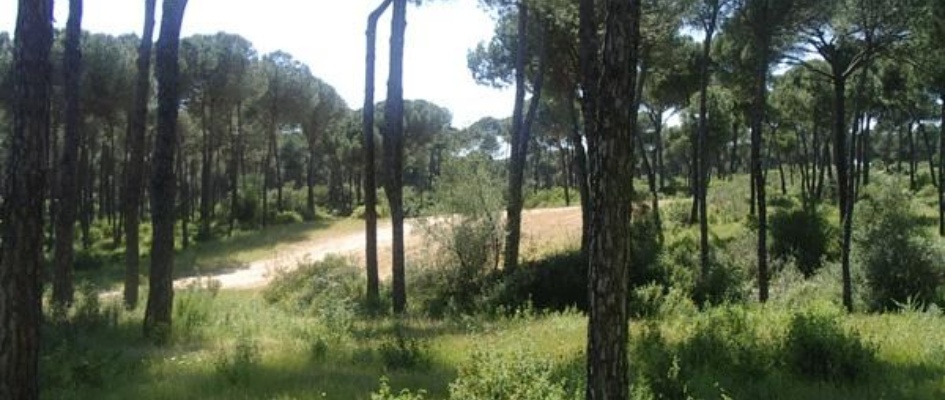 pinares_de_aznalcazar.JPG